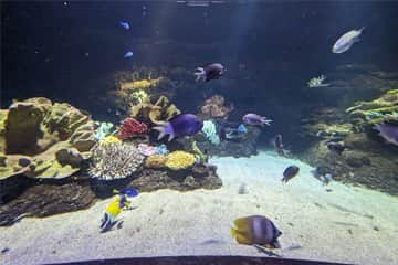SEA-LIFE-Sunshine-Coast-Aquarium