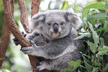 Lone Pine Koala Sanctuary