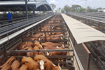 Dalby-Saleyards
